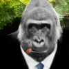 Gorilla Grog 0mg