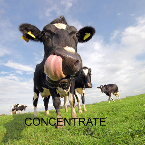Devon Custard Concentrate