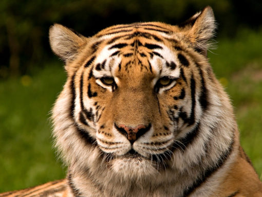 Tigers Stripe