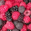 Bumbleberry
